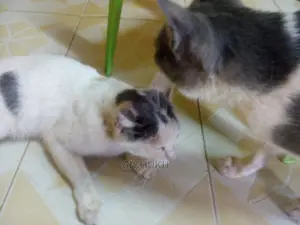 Dog ,Cat,Cow,Sheep,Pig,Rabbit,Poultry Veterinary Services