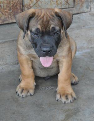 1-3 Months Male Purebred Boerboel - thumbnail 2