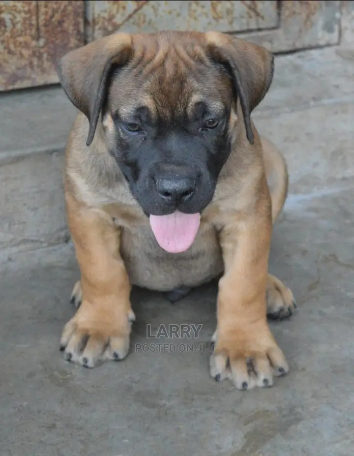 1-3 Months Male Purebred Boerboel