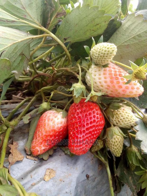 Strawberry Seedlings - thumbnail 4
