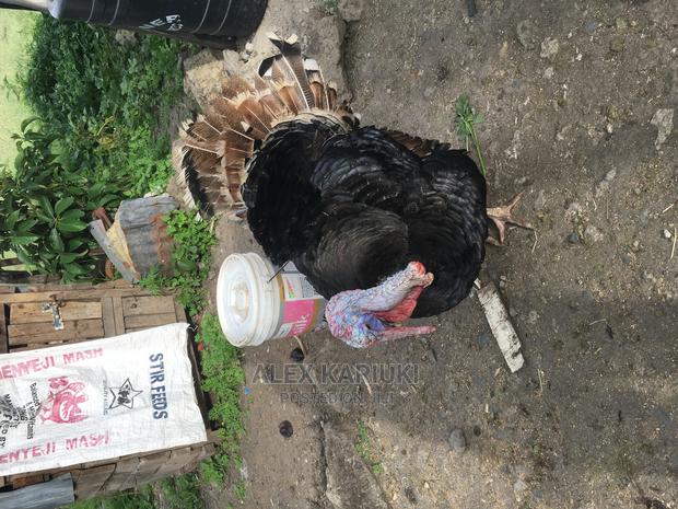 Very Big Male Turkey - main view