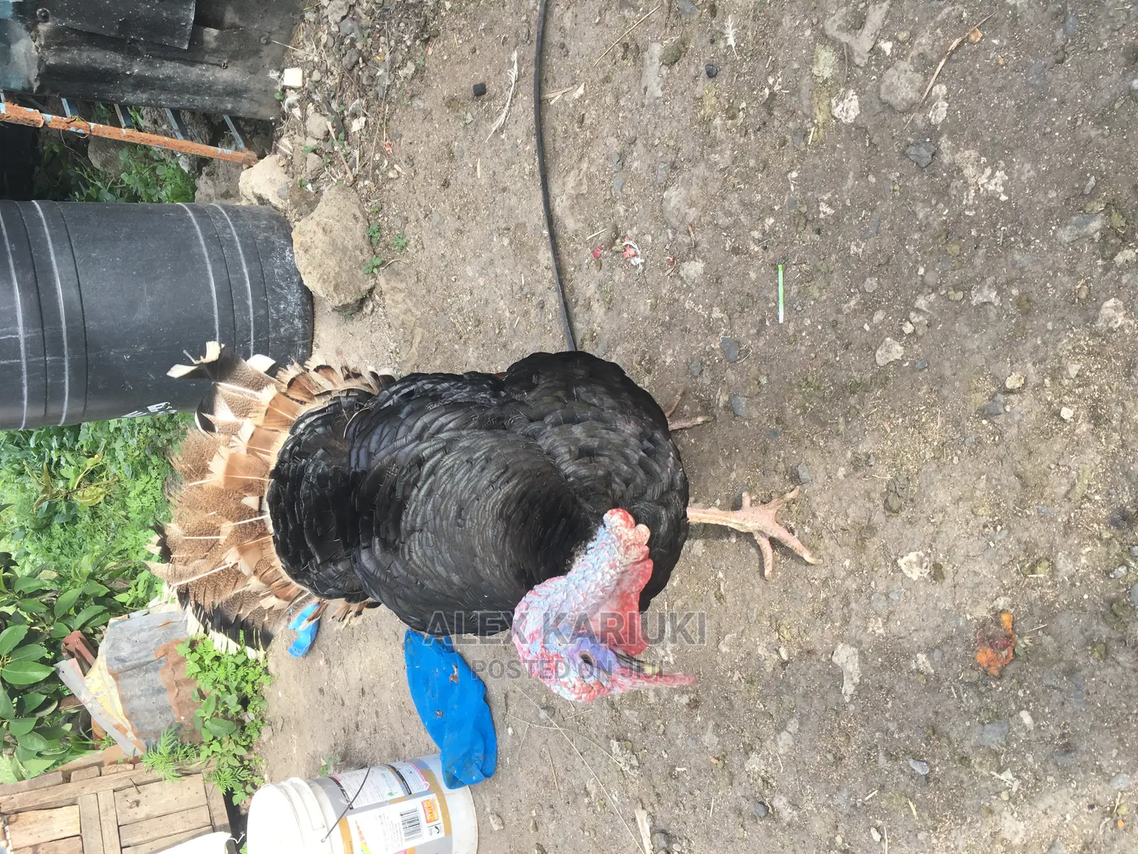 Very Big Male Turkey
