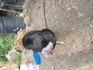 Very Big Male Turkey