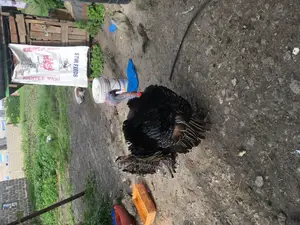 Very Big Male Turkey