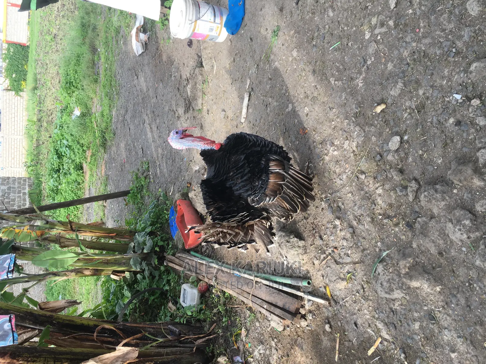 Very Big Male Turkey