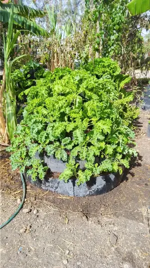 Multistorey Garden