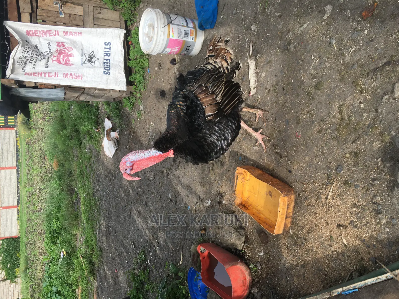 Very Big Male Turkey