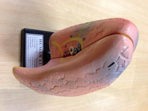 Lungs Model for Education Purpose