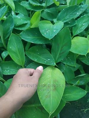 Plantain Banana Seedlings - main view