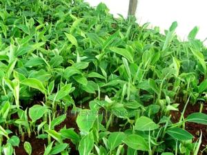 Regional Banana Seedlings KE