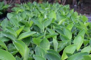 Banana Seedlings Truenex Ltd - main view