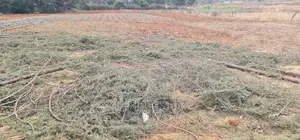 Afordable 1⁄4 Plot for Sale in Chepkanga Willow Tree Eldoret