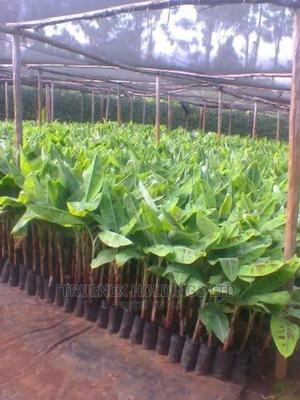 We Deliver Banana Seedlings - main view