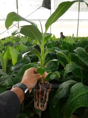 Farmers Banana Seedlings - main view
