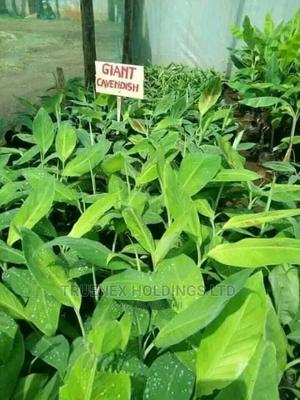 Banana Seedlings Farming Kenya