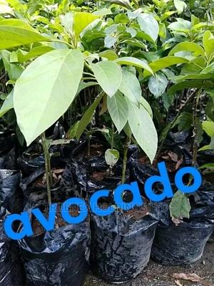 Avacado Seedlings for Farmers