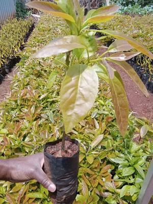 Avacado Seedlings for Agribusiness