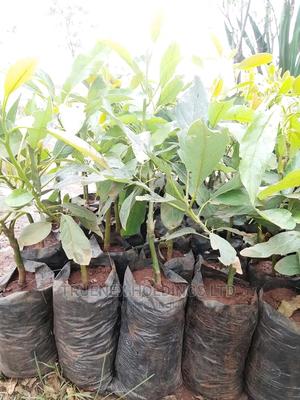 Hass Avacado Seedlings KE - main view