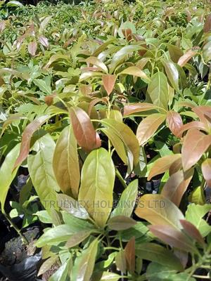 Call Us for Avacado Seedlings - main view