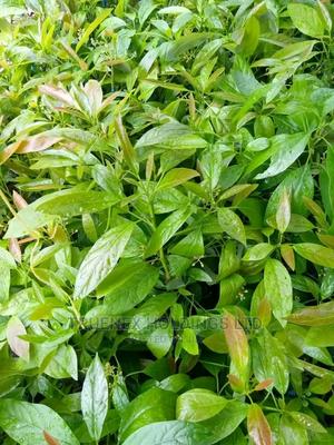 Grafted Avacado Seedlings - main view