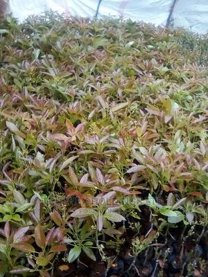 We Deliver Avacado Seedlings - main view
