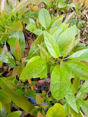 Best Avacado Seedlings Sell - main view