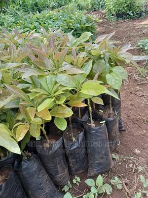 Regional Avacado Seedlings - main view