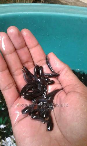 We Deliver Fish Fingerlings KE - main view