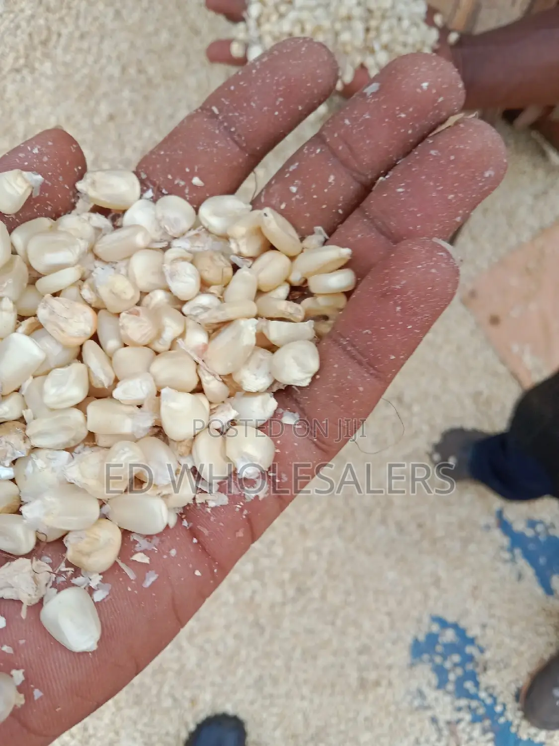 Dry Clean Maize