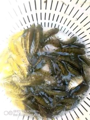 Best Catfish Fingerlings on Sale