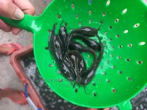 Best Mudfish Fingerlings Sell