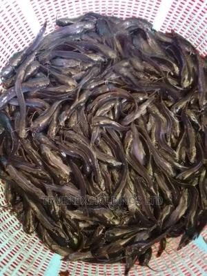 Catfish Fingerlings for Aquaculture - main view