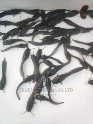 Best African Fish Fingerlings - main view