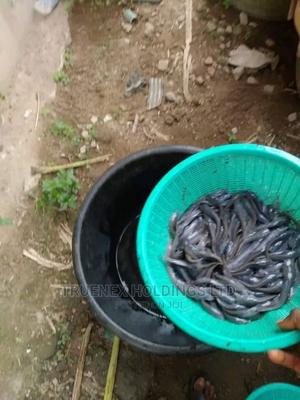 Sustainable Fish Fingerlings - main view