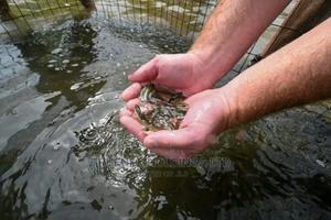 Quality Niloticus Fish Fingerings - main view