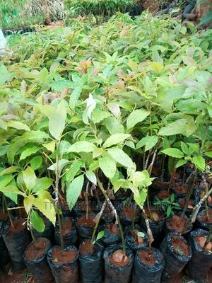 Best Grafted Avacado Seedlings - main view