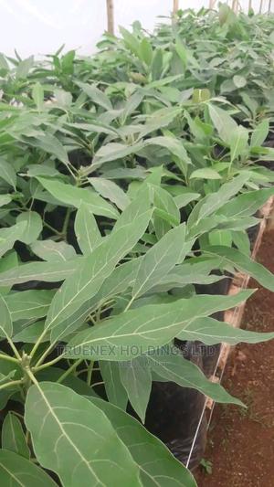 Reach Out for Avacado Seedling - main view