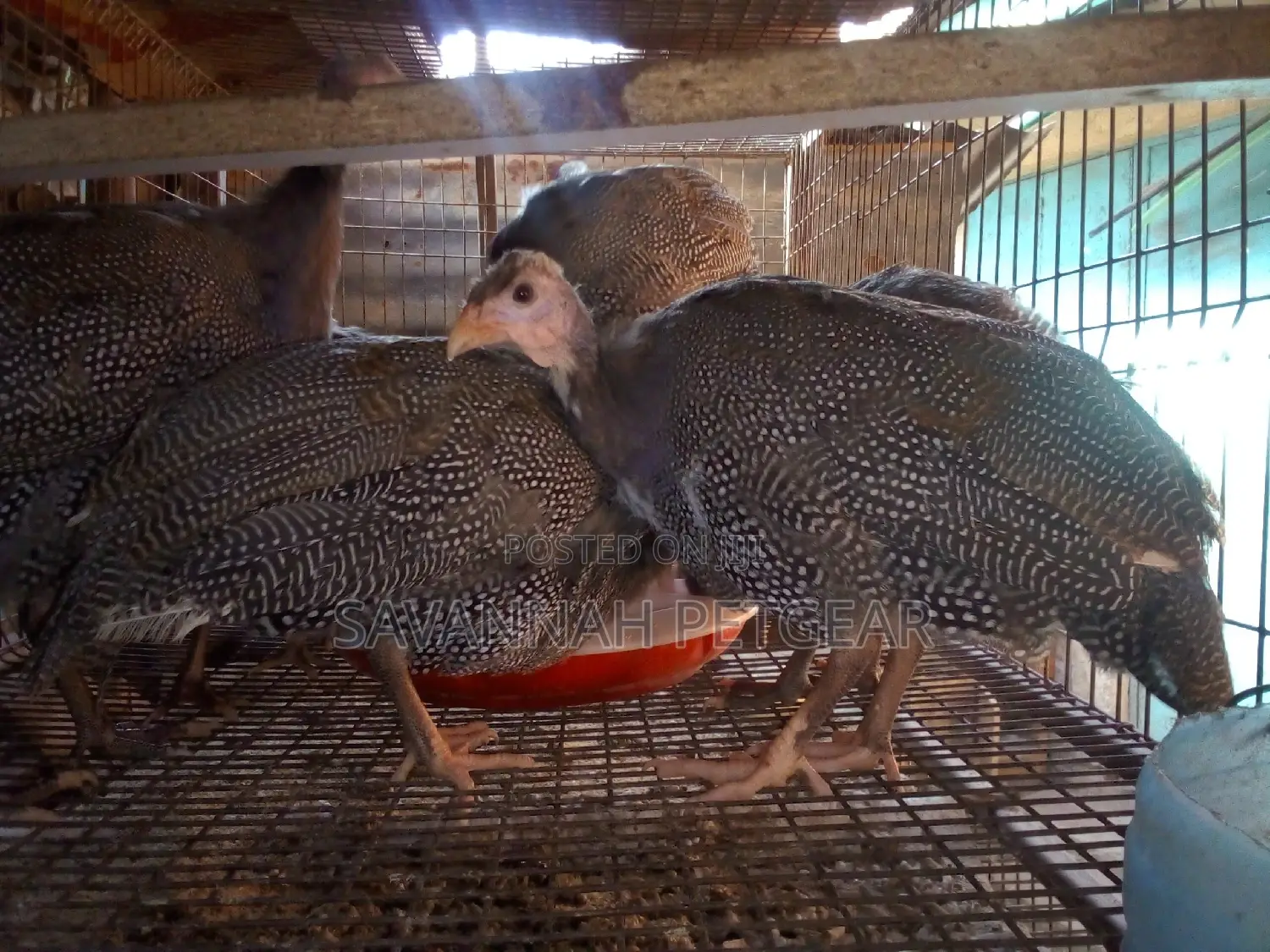 Mature and Laying Dotty Guinea Fowls for Sale - Pairs