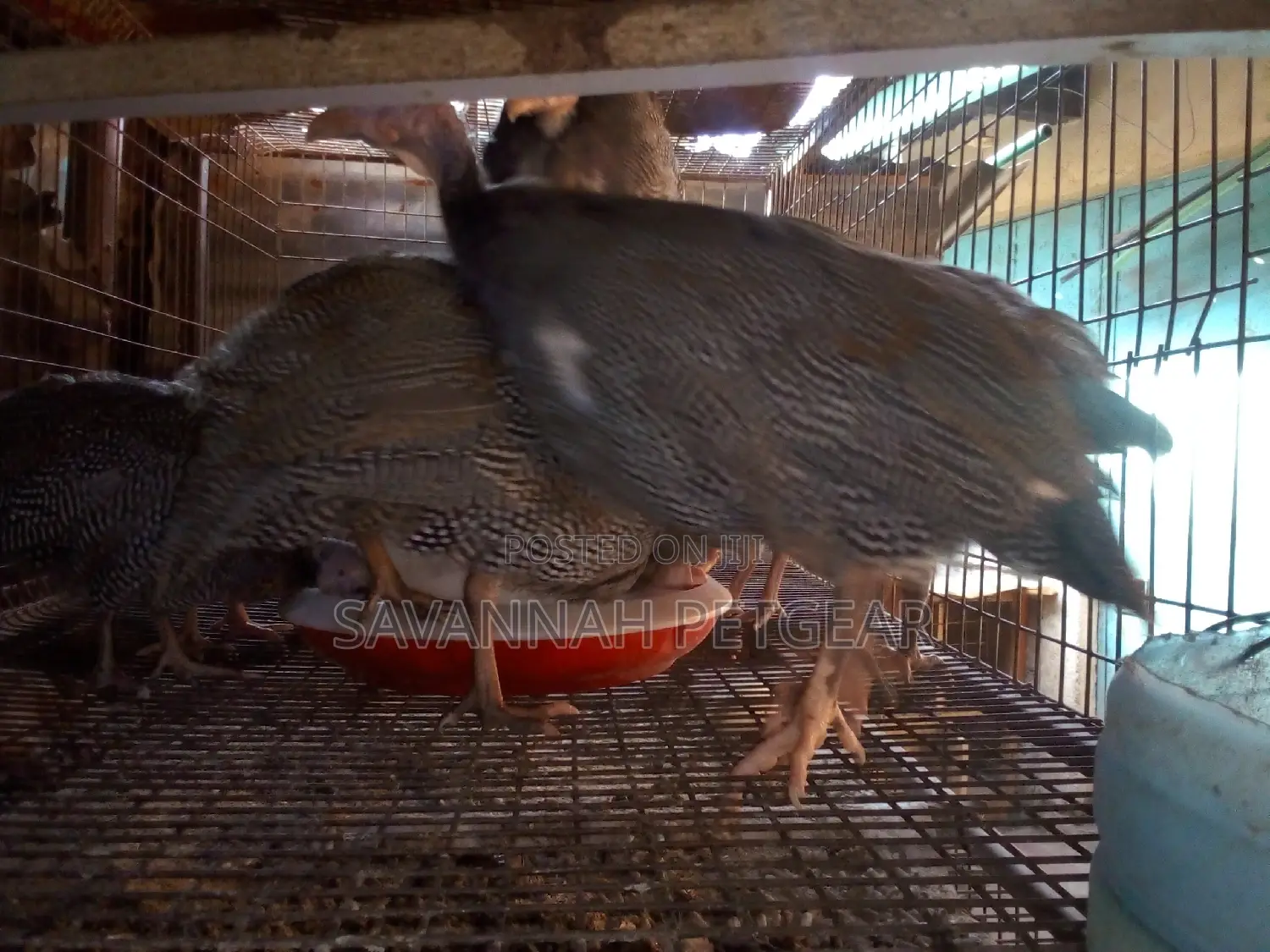 Mature and Laying Dotty Guinea Fowls for Sale - Pairs
