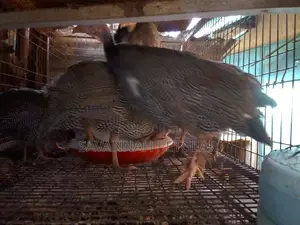 Mature and Laying Dotty Guinea Fowls for Sale - Pairs