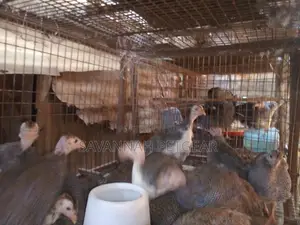Mature and Laying Dotty Guinea Fowls for Sale - Pairs
