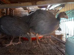 Mature and Laying Dotty Guinea Fowls for Sale - Pairs
