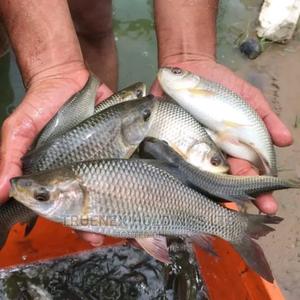 Agri-County Tilapia Fingerlings - main view