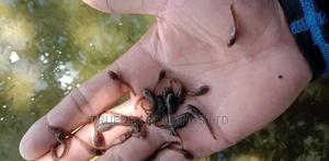 Best Breed Fish Fingerlings - main view