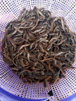 Best Breed of Catfish Fingerlings