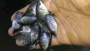 Quality Breed Fish Fingerlings - main view