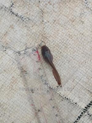 Call for Delivery Fish Fingerlings - main view