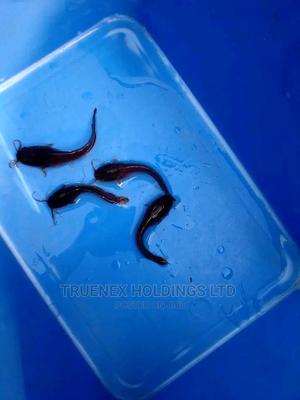 Farmers Fish Fingerlings Supplier - main view