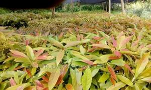 Agri County Avacado Seedlings - main view