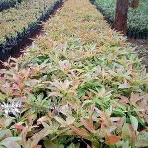 Regional Agri Avacado Seedlings - main view